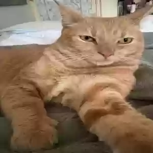 lost male cat maui