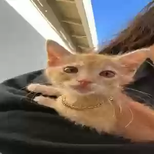 lost male cat cheddar