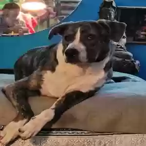 lost male dog solovino