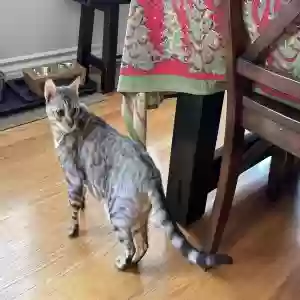 lost male cat cosmo