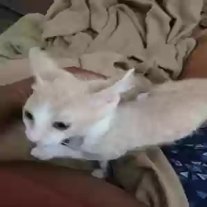 lost male cat knight weems