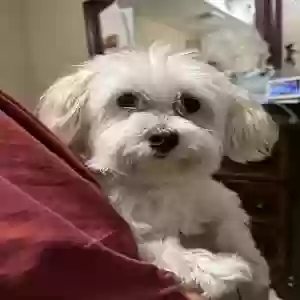 lost female dog pyper