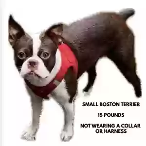lost female dog lucy