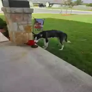 found female dog unknown