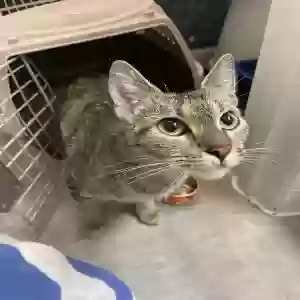 found female cat unknown