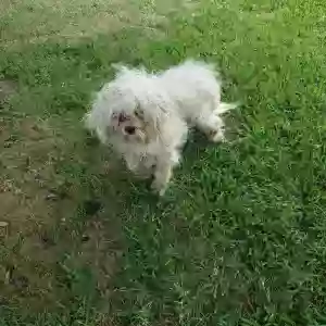 found male dog unknown