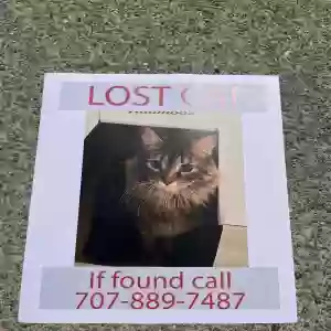 lost male cat jack jack