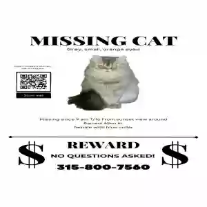 lost female cat haffari