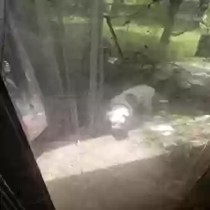 found unknown dog unknown