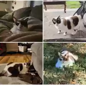 lost female cat rachel