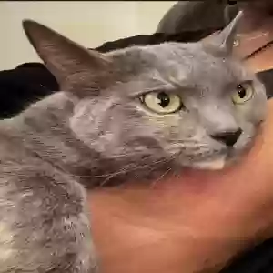 lost female cat mona