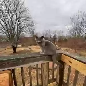 lost male cat baby