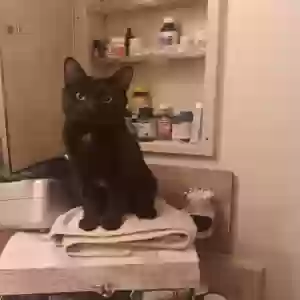 lost female cat shade