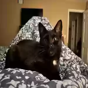 lost male cat menace