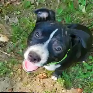 lost female dog pumpkin