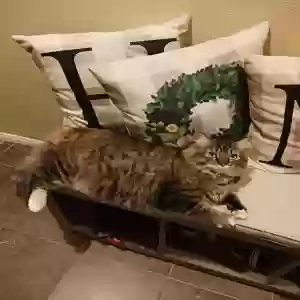 lost female cat abby