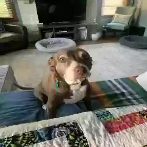 lost female dog molly