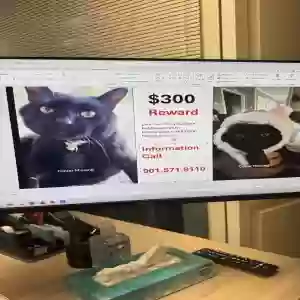 lost male cat miso