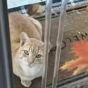 lost male cat gryffindor