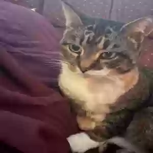lost female cat lucky