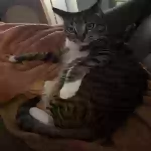 lost male cat tobias (toby)