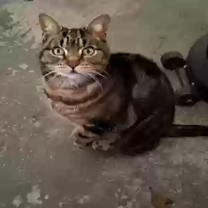 lost female cat baby kitty
