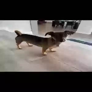 lost male dog dennis