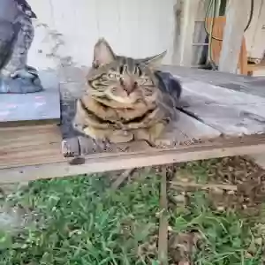 lost female cat unknown