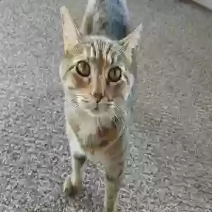 found female cat unknown
