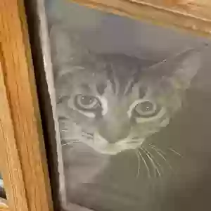 lost male cat rolypoly