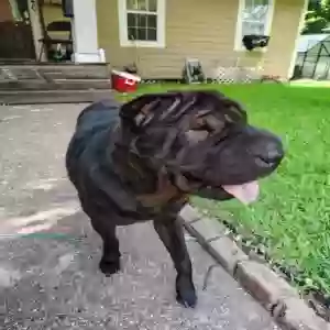 lost male dog louie lacoss