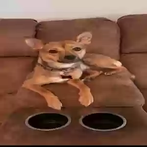lost female dog rosie