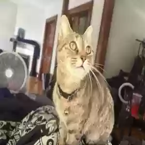 lost female cat asmodeus
