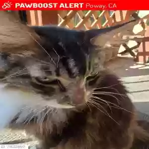 lost male cat jack