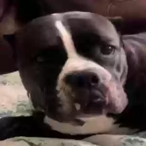lost female dog mattie
