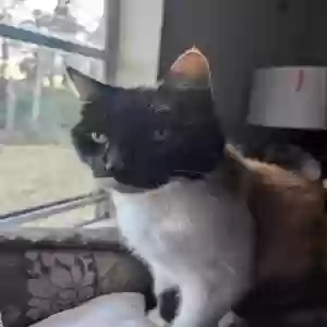 lost female cat pretty girl