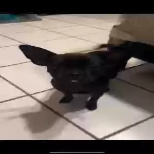 lost female dog bella