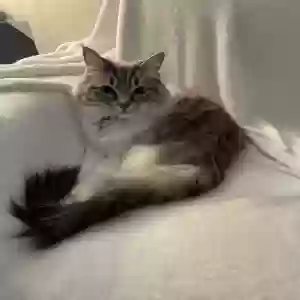 lost female cat latte
