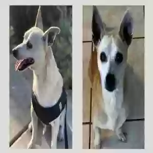 lost male dog chavo