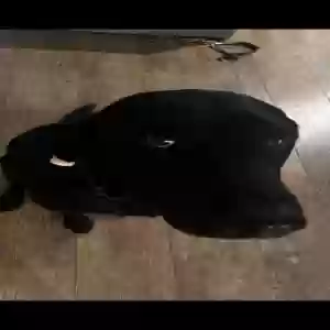 lost male dog angus