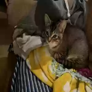 lost female cat indigo
