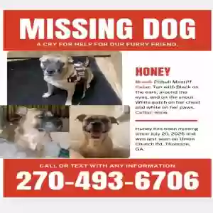 lost female dog honey