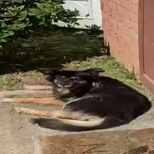 lost female dog lacey