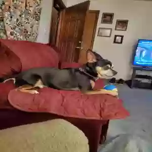lost male dog mijo(me-ho)