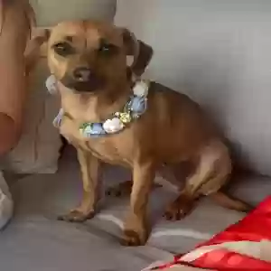 lost female dog coco