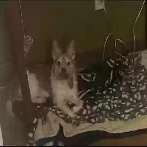 lost male dog gyzmo