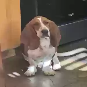 lost female dog unknown
