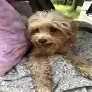 lost male dog larry