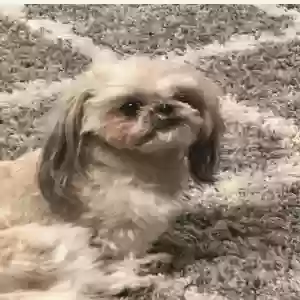 lost female dog kali