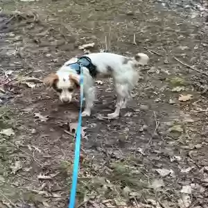 lost male dog tofu